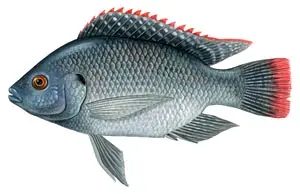 tilapia